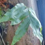 Phlebodium decumanum Blatt