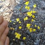 Utricularia subulata Blüte