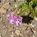 Armeria alpina Flor