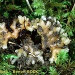 Epipogium aphyllum Mosusu