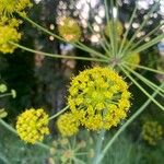 Anethum graveolensFlower