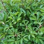 Paeonia lactiflora 整株植物