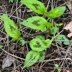 Persicaria virginiana Folha