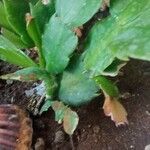 Schlumbergera truncata花