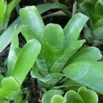 Aechmea fasciata Leaf