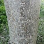 Populus deltoides Bark