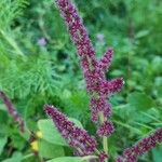 Amaranthus caudatusЦвят