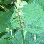 Stachys alpina Leaf