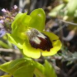 Ophrys lutea Kvet