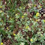 Trifolium dubium Celota