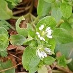 Stellaria media Blomma