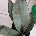 Dracaena subspicata Habitus