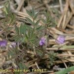 Vicia lentoides Egyéb