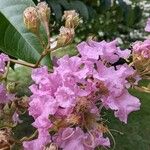 Lagerstroemia speciosaKvet