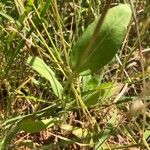 Amblyolepis setigera Leaf