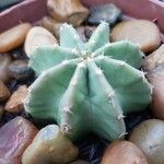 Echinocereus subinermis Leaf