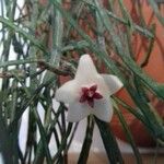 Hoya linearis Цветок