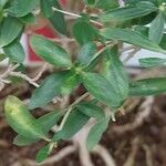 Serissa japonica Hoja