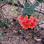 Bougainvillea buttiana Egyéb