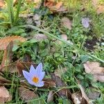 Crocus versicolor Flower