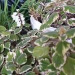 Coleus madagascariensis Flower
