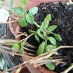 Bryophyllum manginii Foglia