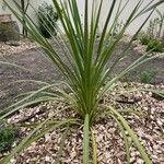 Cordyline indivisa Levél