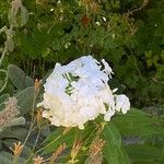 Phlox paniculataFlower