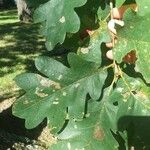 Quercus stellata Leaf