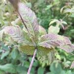 Gillenia stipulata Leaf