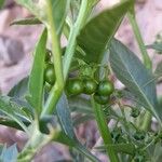 Solanum tripartitum
