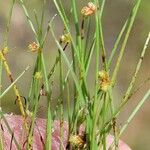 Cyperus subsquarrosus 整株植物