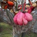 Euonymus europaeus Ffrwyth