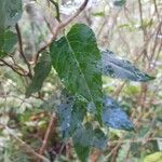 Faujasiopsis flexuosa Hoja