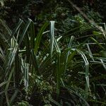 Pandanus tectorius Habit