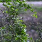 Crotalaria pallida 葉