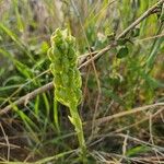 Habenaria helicoplectrum Συνήθη χαρακτηριστικά