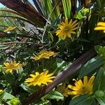 Sanvitalia procumbens Fula
