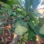 Annona squamosa Fruit