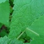 Stachys sylvatica Blad