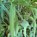 Knautia dipsacifolia Blad