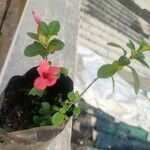 Barleria repens Floare