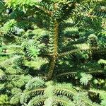 Abies numidica ഇല