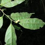 Diospyros bipindensis Hoja
