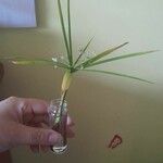 Cyperus alternifolius 葉