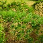 Larix kaempferi Leaf