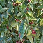 Sarcococca ruscifolia 整株植物