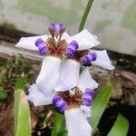 Neomarica gracilis Blomst