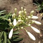 Agapanthus africanus Virág
