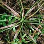 Isoetes setacea Pokrój